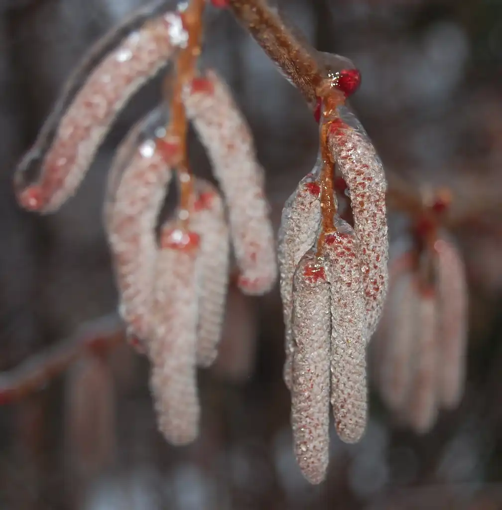 Фото Corylus americana - Corylus Americana:Joe Calhoun