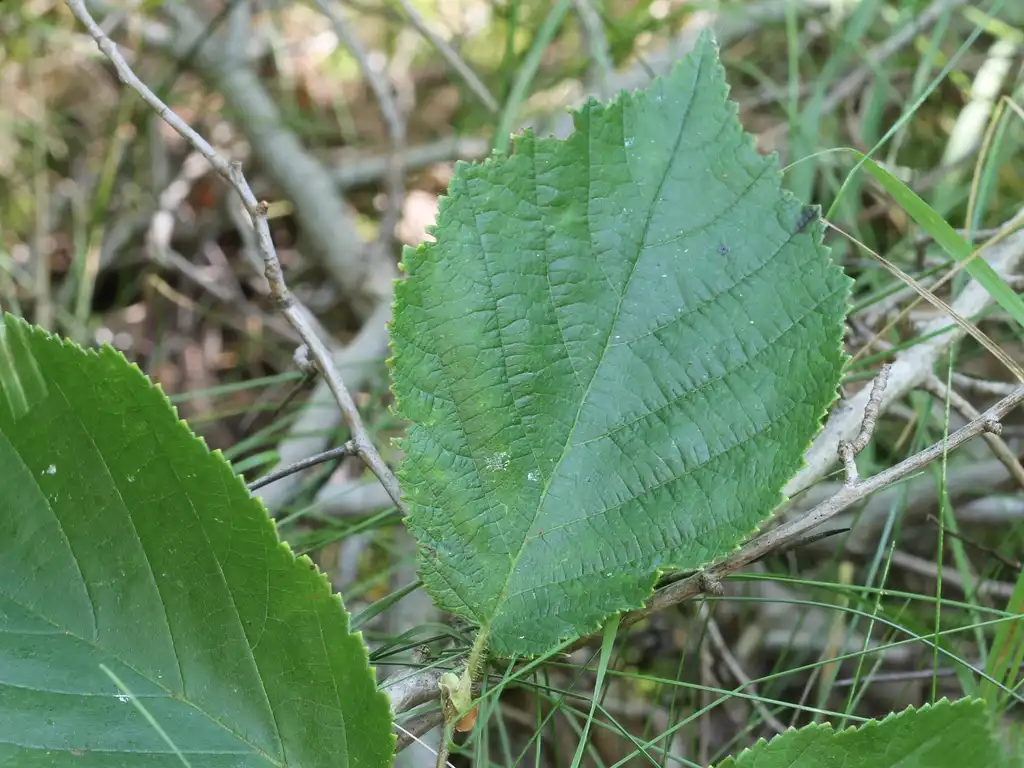 Фото Corylus americana - leaves:Rob Routledge