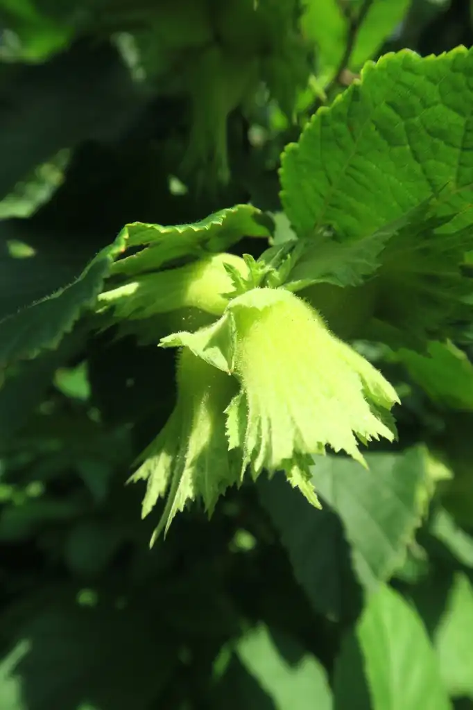 Фото Corylus americana - leaves:Kristine Paulus