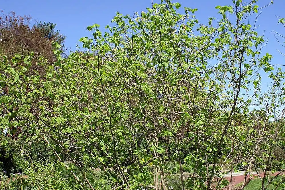 Фото Corylus americana - Corylus americana:David J. Stang
