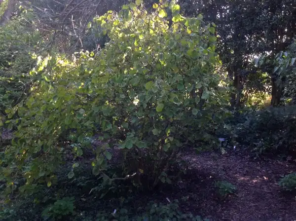 Photo of Corylus avellana (Corylus avellanas)