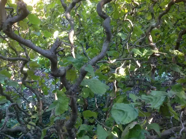 Photo of Corylus avellana (Corylus avellanas)