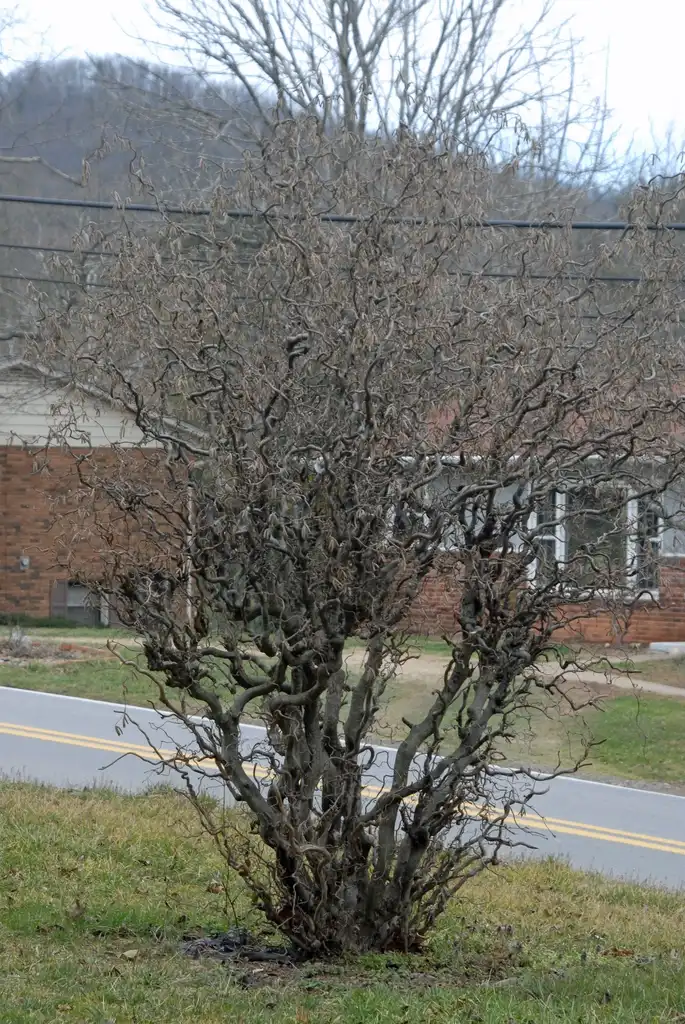 Photo of Corylus avellana - 'Contorta' Winter Form (Ashville, NC):Jim Robbins