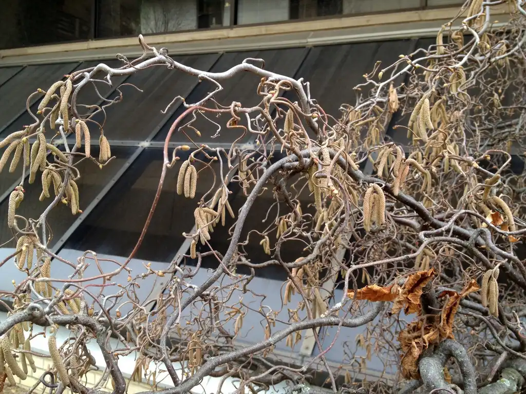 Photo of Corylus avellana - 'Contorta' Winter Form Twigs:Jim Robbins