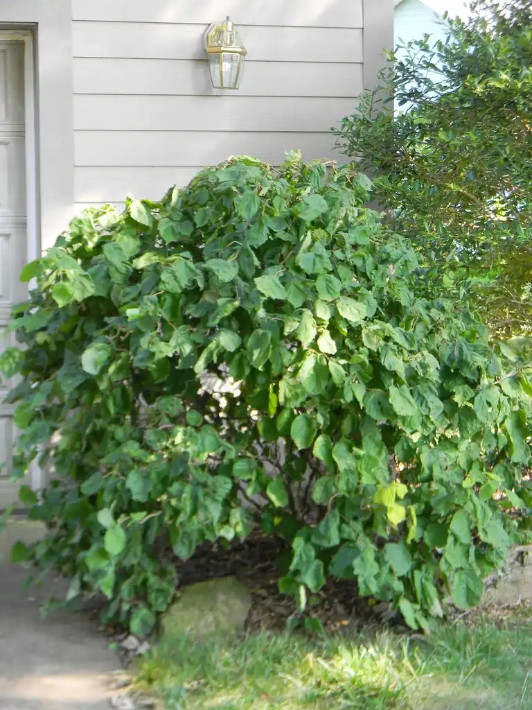 Photo of Corylus avellana - 'Contorta' Full form (Buncombe County, NC):Randy Harter