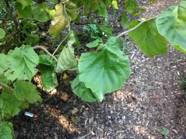 Photo of Corylus avellana - Corylus avellana Leaves:Shawn Banks