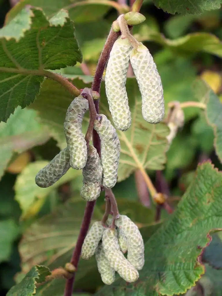 Photo of Corylus avellana - leaves:Peter O'connor