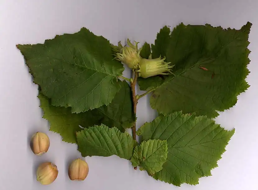 Photo of Corylus avellana - leaves:MPF