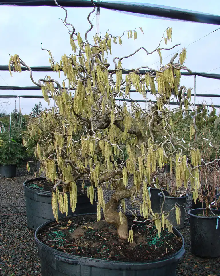Photo of Corylus avellana - Corylus Avellana:Mark Bolin