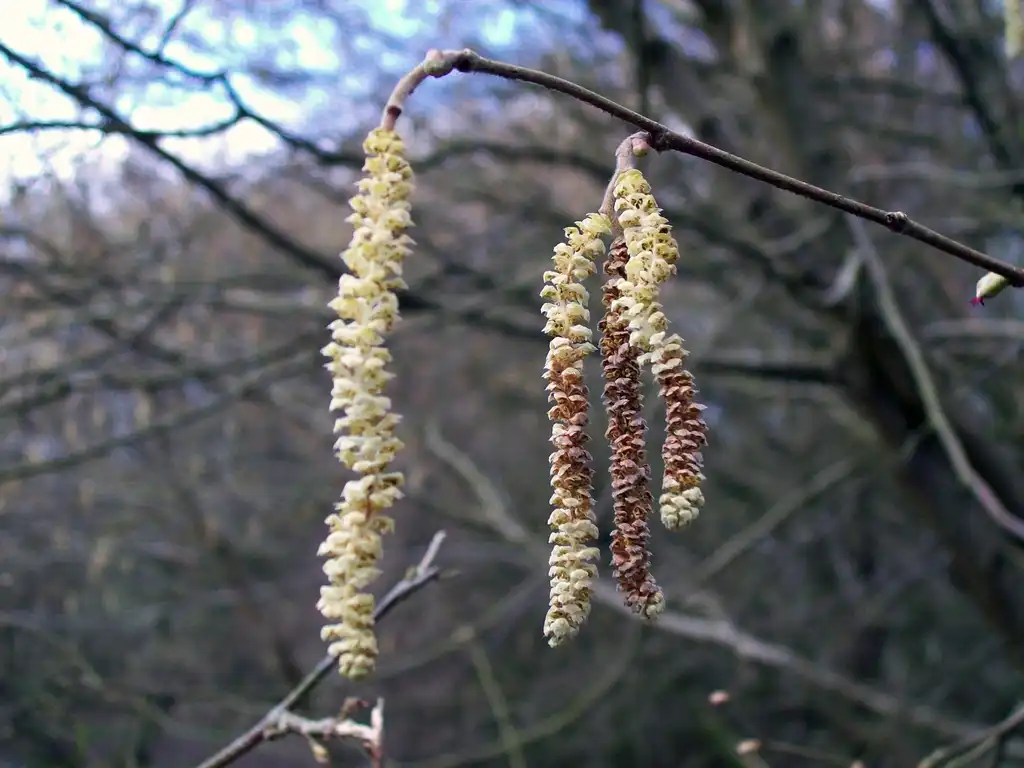 Photo of Corylus avellana - Corylus Avellana:Peter O'Connor aka anemoneprojectors