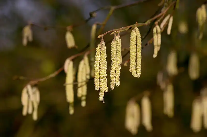 Photo of Corylus avellana - Corylus Avellana:Rictor Norton & David Allen