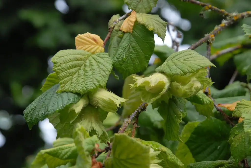 Photo of Corylus avellana - Corylus avellana Leaves:Jim Robbins