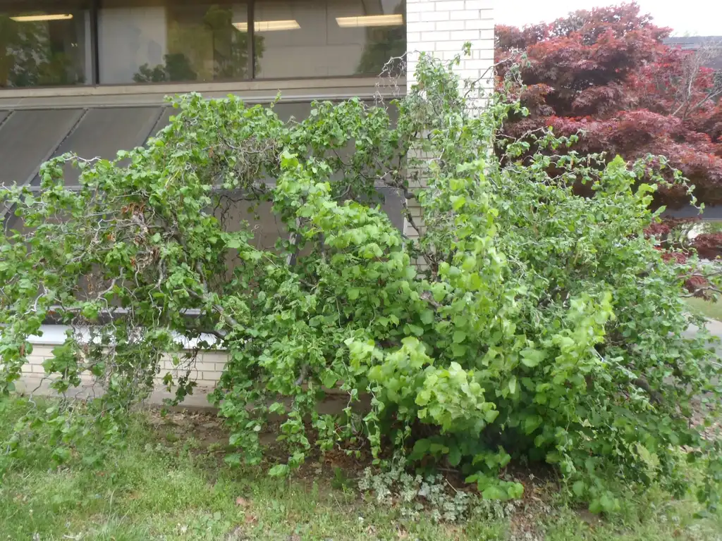 Photo of Corylus avellana - 'Contorta' Understock:Jim Robbins