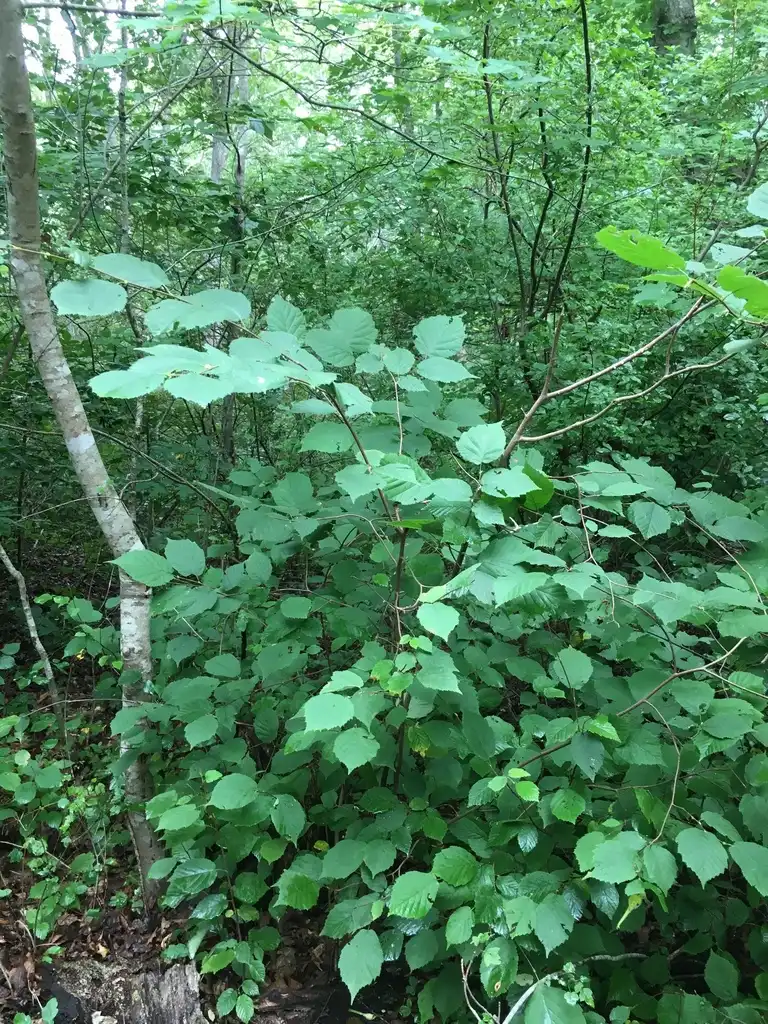 Photo of Corylus cornuta (Corylus cornutas)