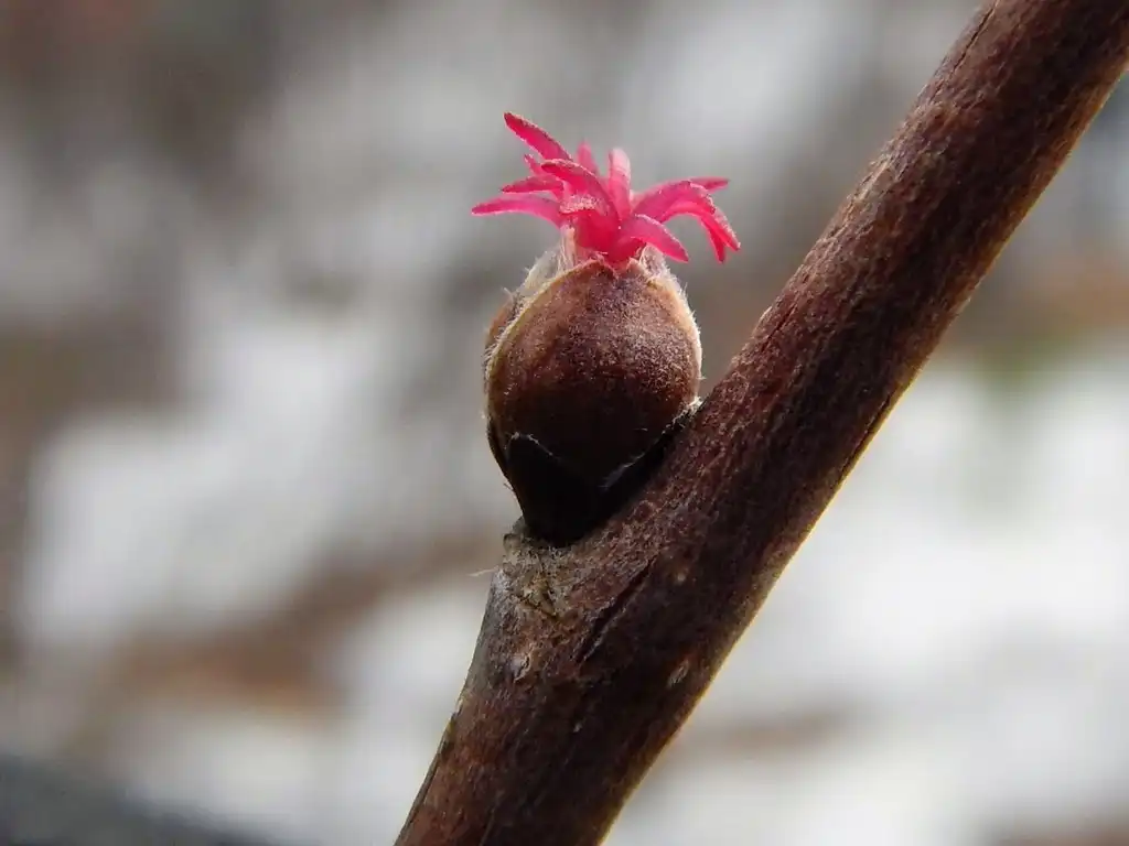 Photo of Corylus cornuta (Corylus cornutas)