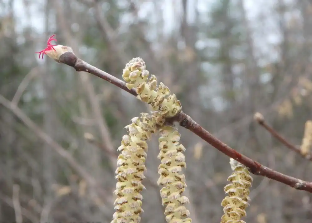 Photo of Corylus cornuta - Male and female flowers:Erika Mitchell