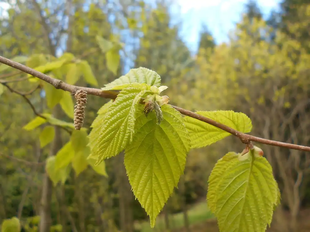 Photo of Corylus cornuta - Leaves:Salicyna