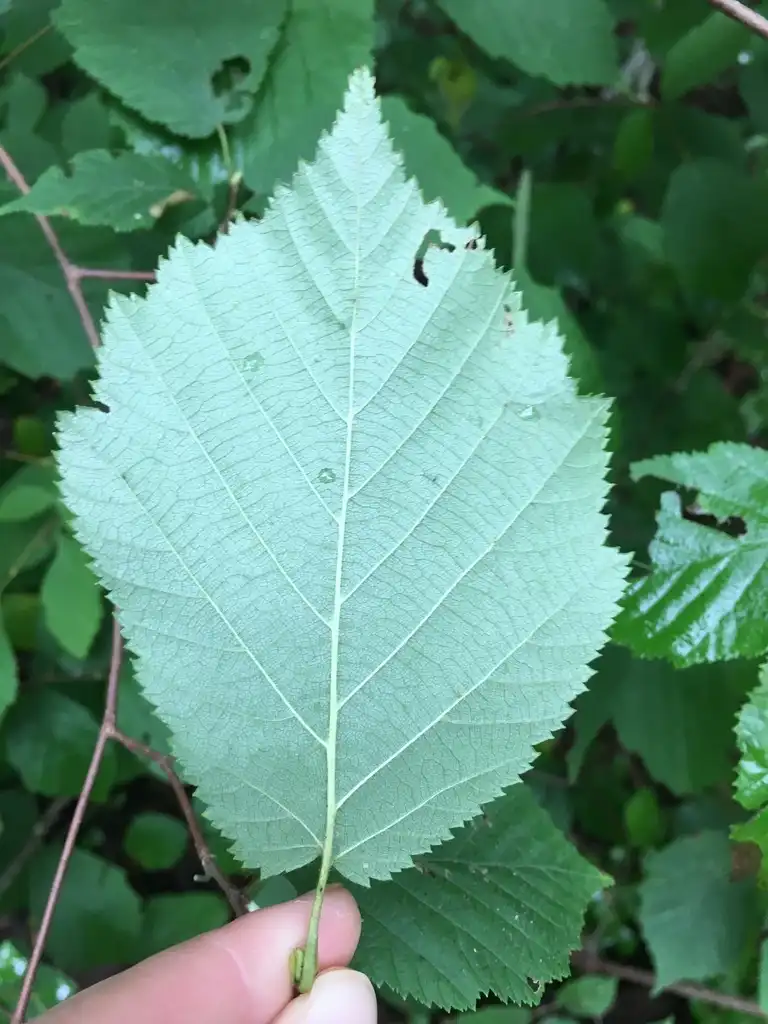 Photo of Corylus cornuta - Underside of leaf:maddie_b