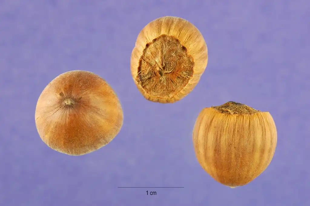 Photo of Corylus cornuta - Fruit:Steve Hurst @ USDA-NRCS PLANTS