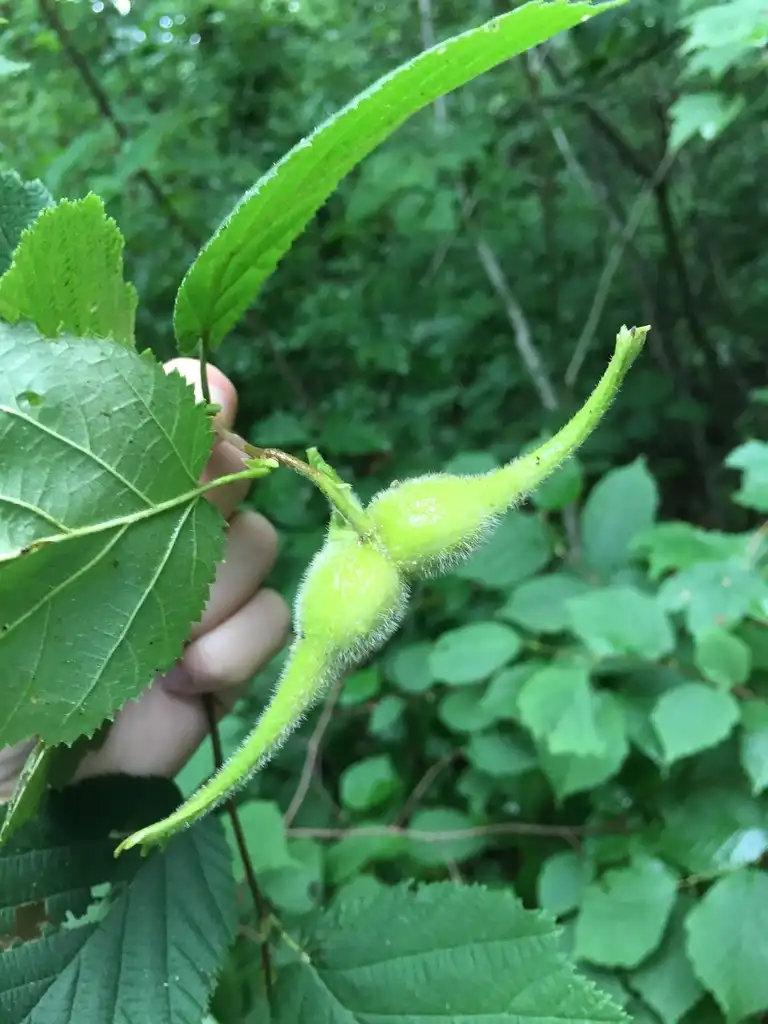 Photo of Corylus cornuta - Fruit:maddie_b