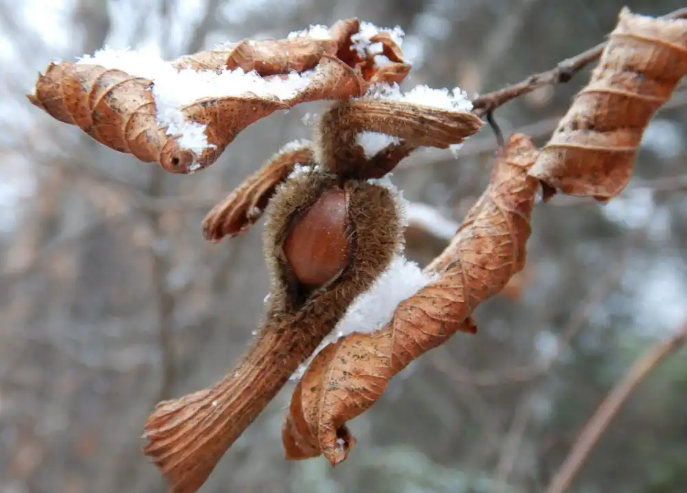 Photo of Corylus cornuta - Fruit:Erika Mitchell