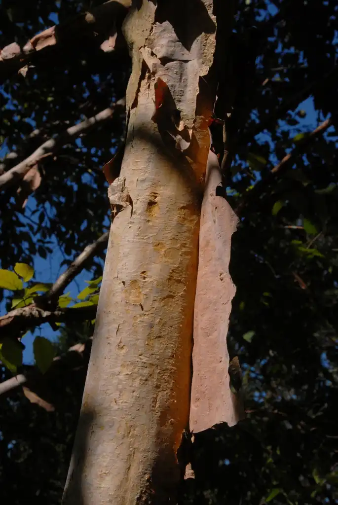 Foto de Corylus fargesii (Corylus fargesiis)