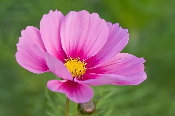 Photo of Cosmos bipinnatus (Cosmos bipinnatuss)