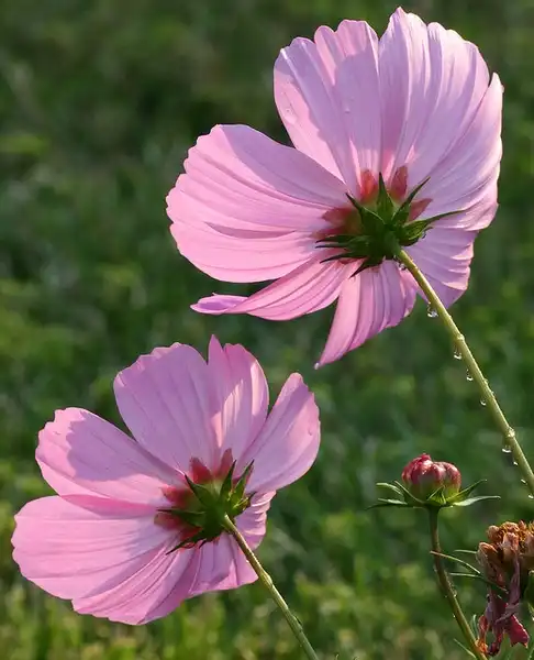 Photo of Cosmos bipinnatus (Cosmos bipinnatuss)
