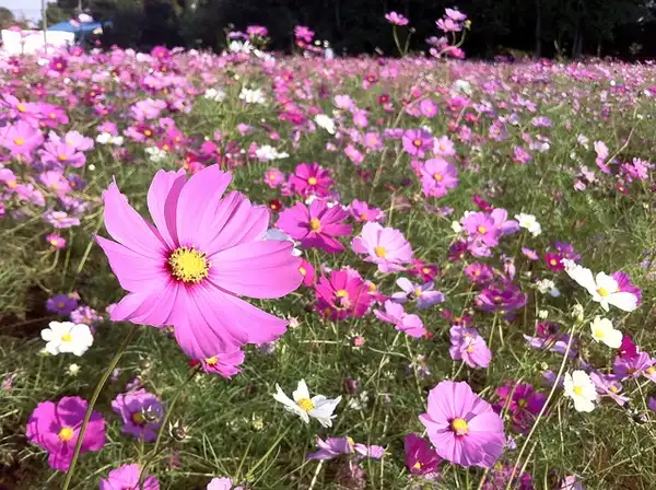 Photo of Cosmos bipinnatus - :CLF