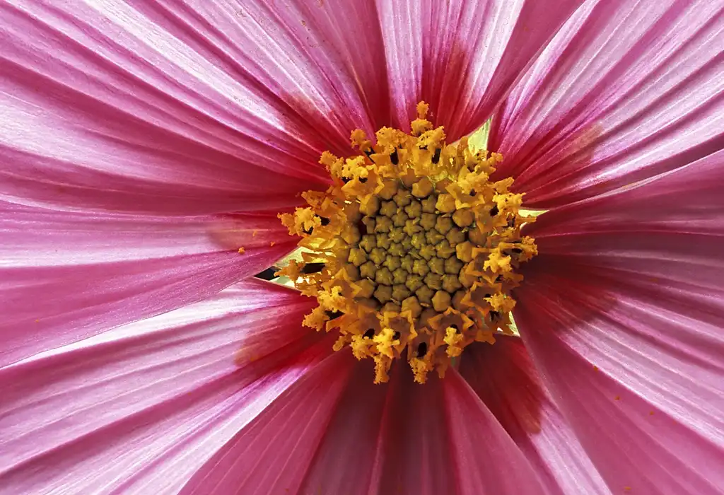 Photo of Cosmos bipinnatus - Inside Flower (Catawba County, NC):Bob Peterson