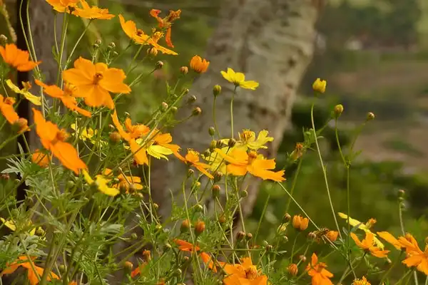 Фото Cosmos sulphureus (Cosmos sulphureuss)