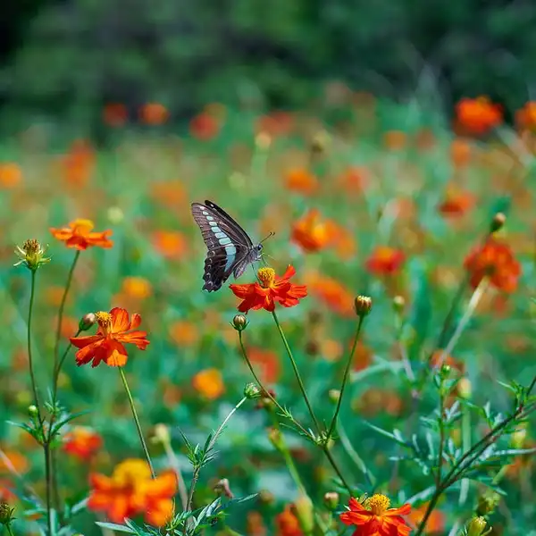 Фото Cosmos sulphureus (Cosmos sulphureuss)