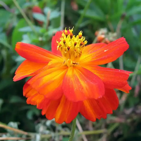 Фото Cosmos sulphureus - :Beautifulcataya