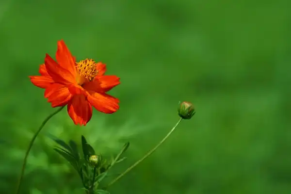 Фото Cosmos sulphureus - :Takashi M