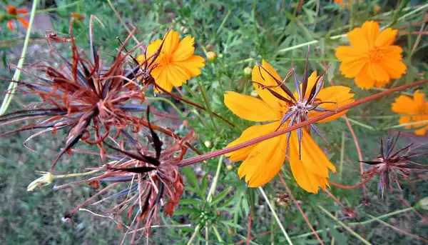 Фото Cosmos sulphureus - :CameliaTWU