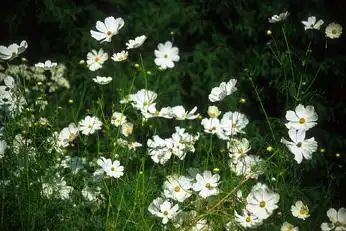 Photo of Cosmos (Cosmoss)