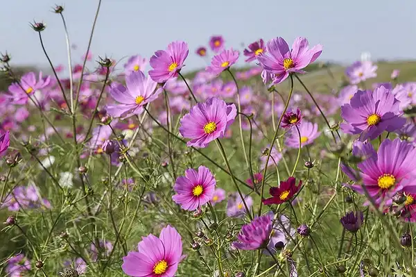 Photo of Cosmos (Cosmoss)
