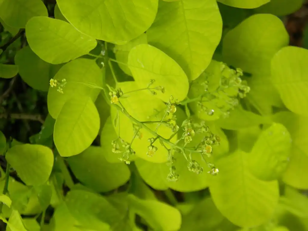 Foto de Cotinus coggygria 'Ancot' GOLDEN SPIRIT (Cotinus coggygria 'Ancot' GOLDEN SPIRITs)