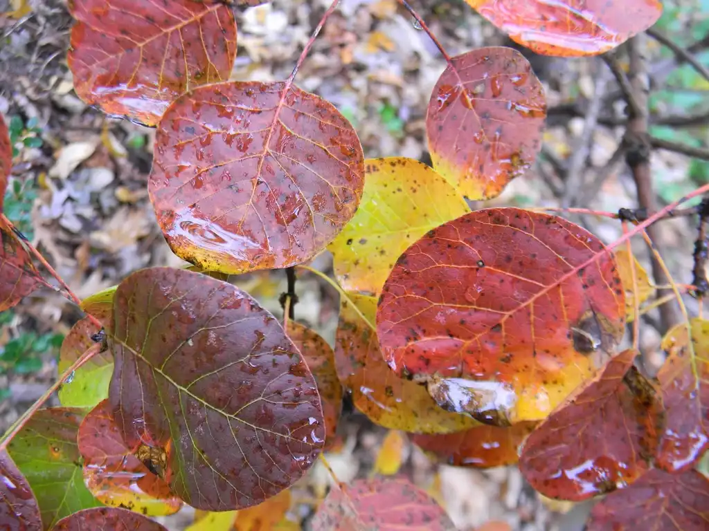 Foto de Cotinus coggygria 'Ancot' GOLDEN SPIRIT (Cotinus coggygria 'Ancot' GOLDEN SPIRITs)