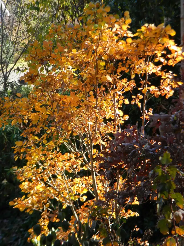 Foto de Cotinus coggygria 'Ancot' GOLDEN SPIRIT - Fall Form (Buncombe County, NC):Randy Harter