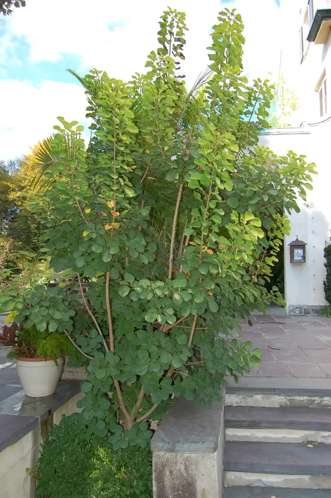 Foto de Cotinus coggygria 'Ancot' GOLDEN SPIRIT - Form:Derek Ramsey