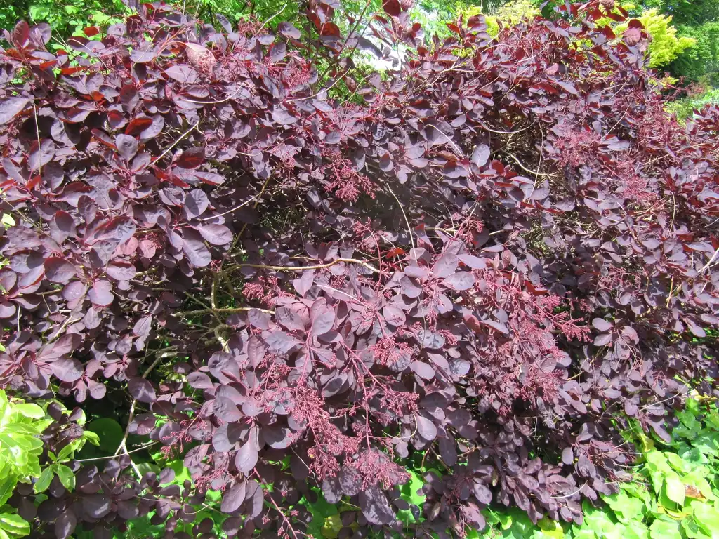 Фото Cotinus coggygria 'Royal Purple' (Cotinus coggygria 'Royal Purple's)