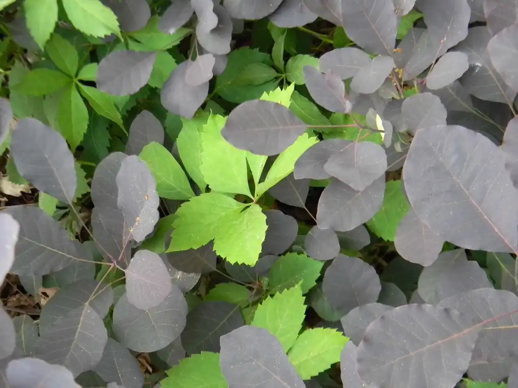 Фото Cotinus coggygria 'Royal Purple' (Cotinus coggygria 'Royal Purple's)