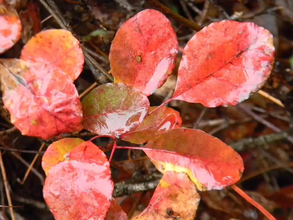 Фото Cotinus coggygria 'Royal Purple' - Leaves (Buncombe County, NC)-Fall:Randy Harter