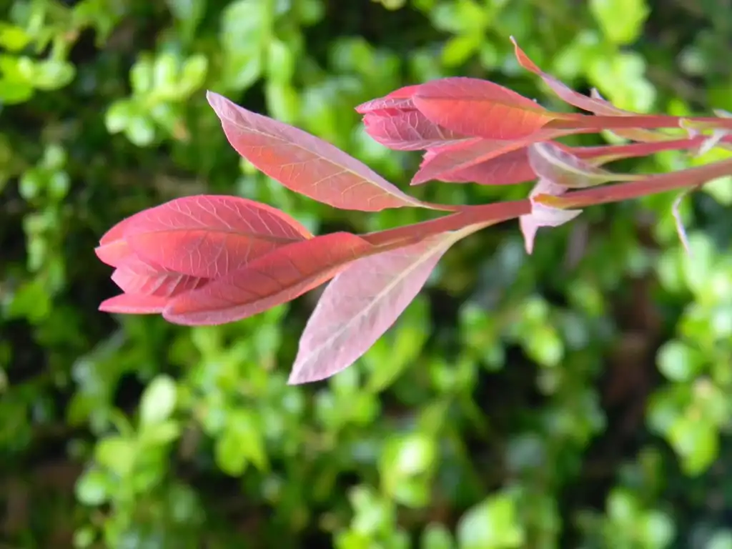 Фото Cotinus coggygria 'Royal Purple' - Leaf growth (Buncombe County, NC):Randy Harter