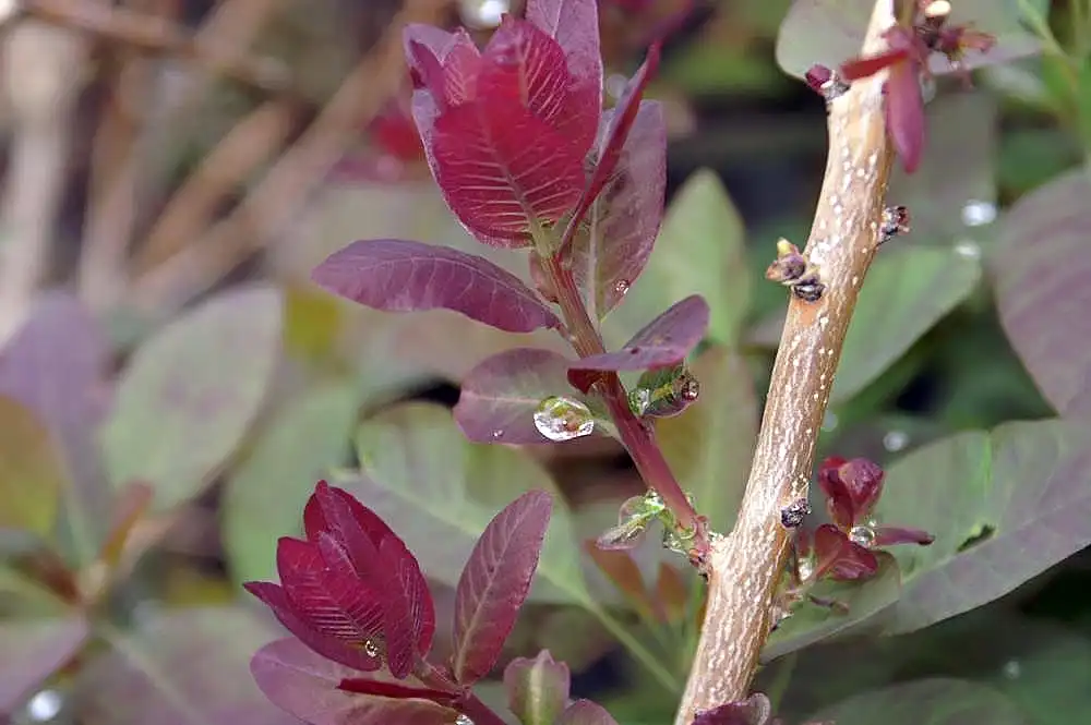 Фото Cotinus coggygria 'Royal Purple' - Stem:David J. Stang