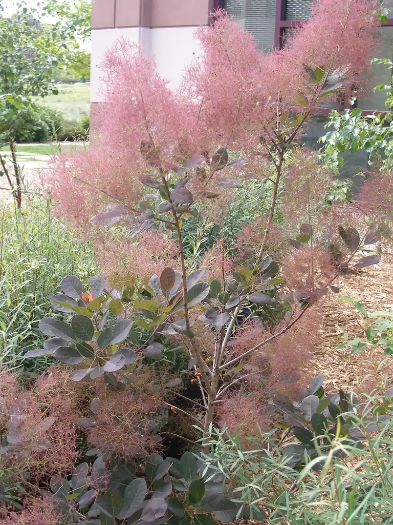 Фото Cotinus coggygria 'Royal Purple' - Blooms:ceramicscapes