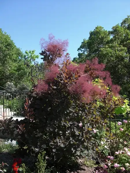 Photo of Cotinus coggygria (Cotinus coggygrias)
