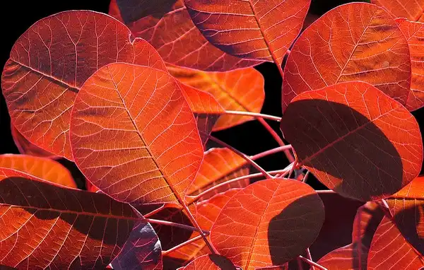 Photo of Cotinus coggygria (Cotinus coggygrias)
