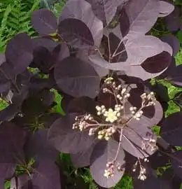 Photo of Cotinus coggygria - Cotinus coggyria Foliage and Flower:Jukka Helnonen